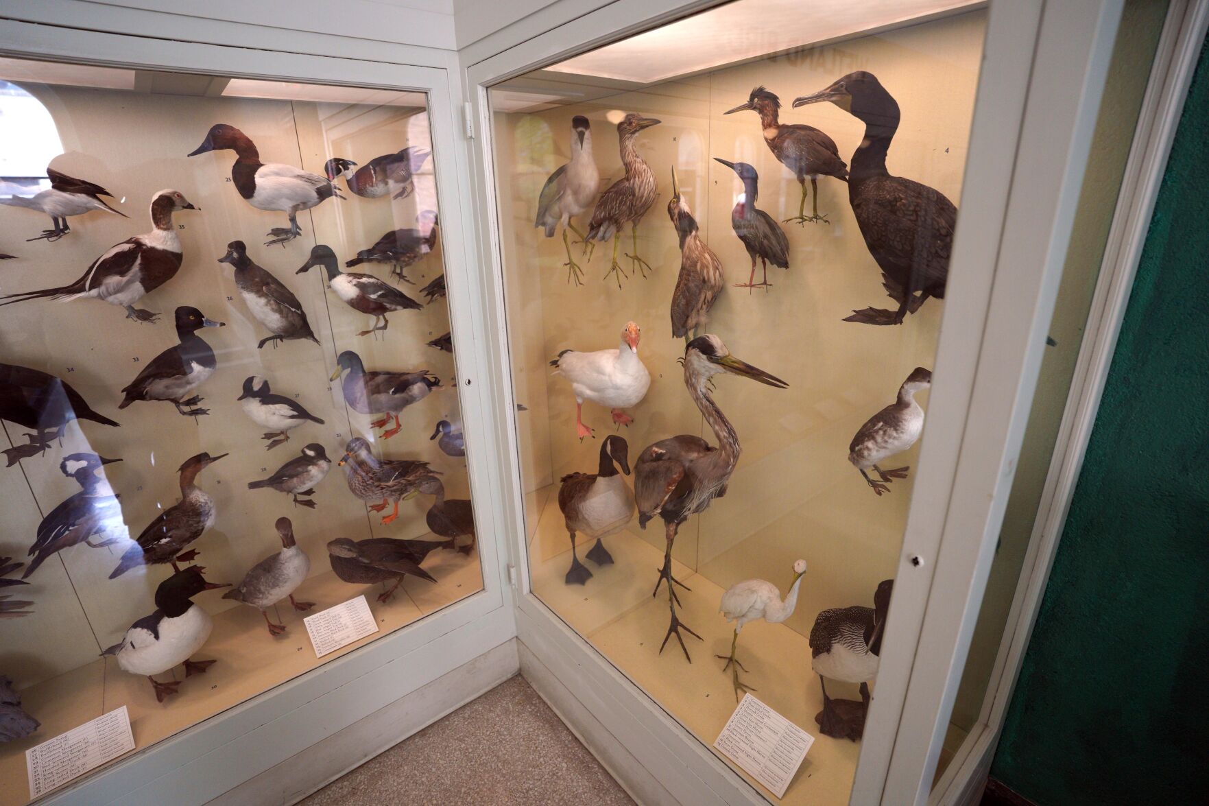 birds